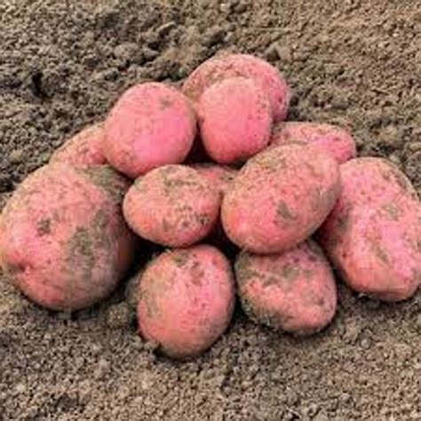 Java Seed Potatoes High Blight Resistance