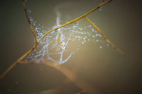 Get Ready For The Colors Of Autumn With Macro Photography Sigma