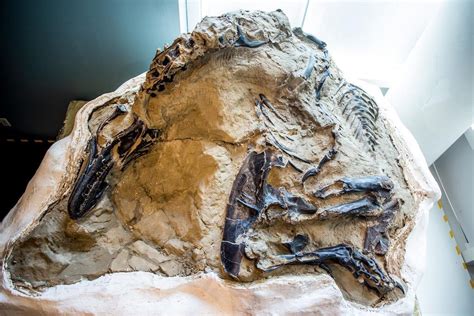 'Dueling Dinosaurs' Fossils Donated To North Carolina Museum | Public Radio East