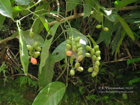 Phytomed Nepal Learn Chemistry With Phytomed