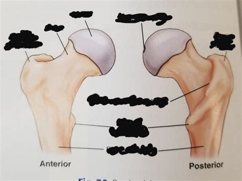 Chapter 7 Femur And Pelvic Girdle Testable 9 6 Diagram Quizlet