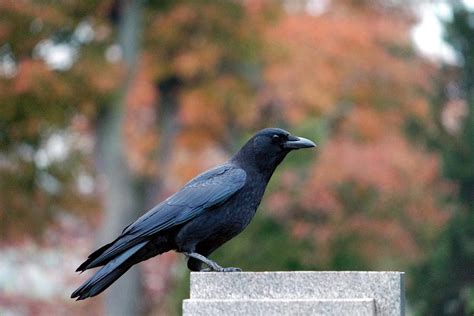 Autumn Colors Crow Photograph By Gothicrow Images Fine Art America