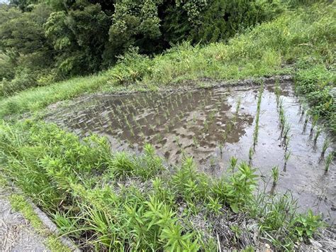 農業体験 神奈川耕さない田植えからひと月ㅤ手作り田んぼはどうなった ブログ 神奈川横浜市の農業体験ならまんまる楽園