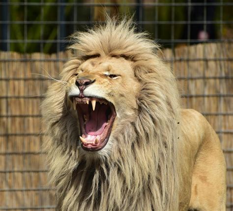 Cane Corso Bite Force Vs Lion: A Surprising Showdown In Strength