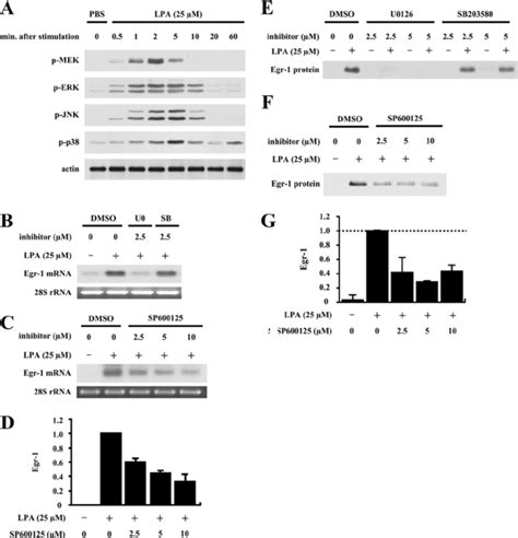 Roles Of Erk Jnk And P38 Mapks In Lpa Induced Egr 1 Expression A