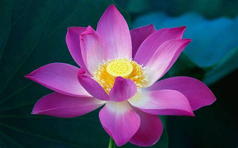 More Mac Os X Lion Lotus Flower And Moon Pink Lion Hd Wallpaper Pxfuel