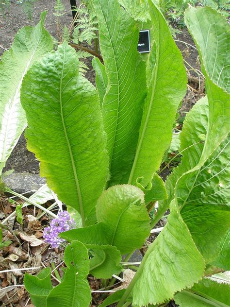 Horseradish | Diseases and Pests, Description, Uses, Propagation