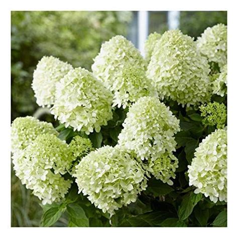 Hydrangea Paniculata Wims Red Hydrangea Wims Red Plant In 35 Pot