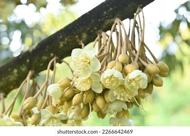 470 Durian Flower Bud Images, Stock Photos & Vectors | Shutterstock