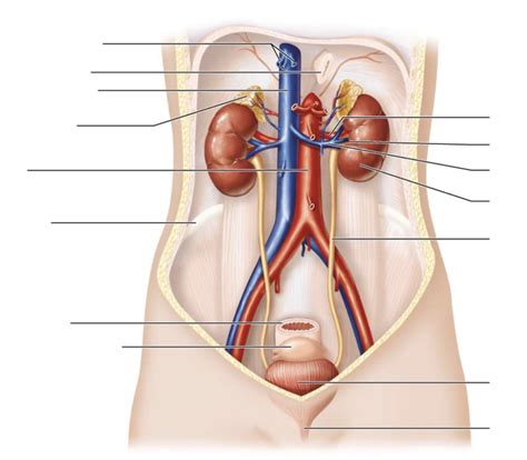 Lab Exam 3 BIO 205 Pt 17 Diagram Quizlet