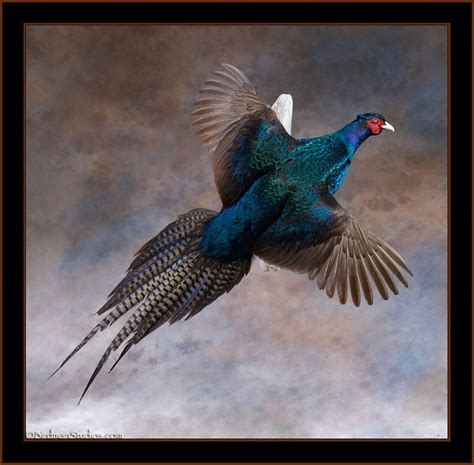 The best Pheasant Mounts Superior Taxidermy