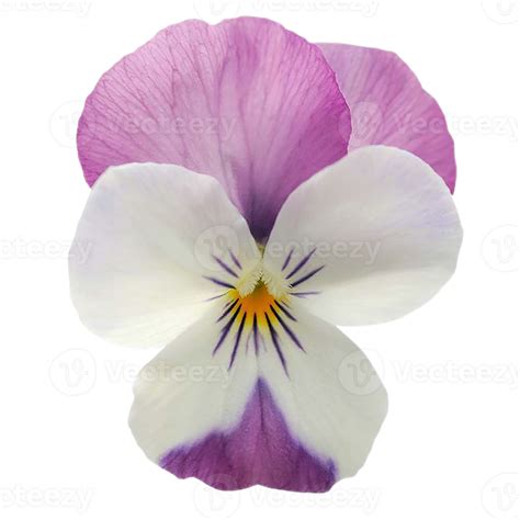 viola flower png transparent background 29721336 PNG