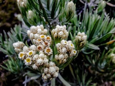 8 Fakta Tentang Edelweiss Bunga Abadi Tidak Boleh Dipetik Sembarangan