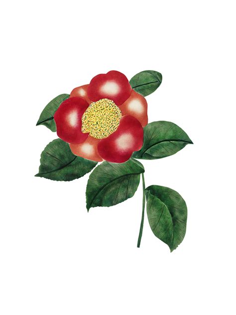 Vintage Clipart Flower Illustration Free Stock Photo Public Domain