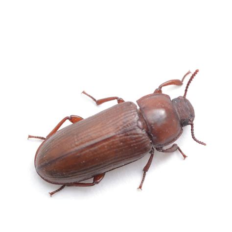 Red Flour Beetle Control And Treatments For The Home And Kitchen