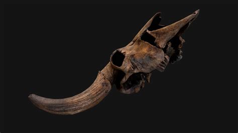 Bull Cow Skull - 3D Model by Dereza