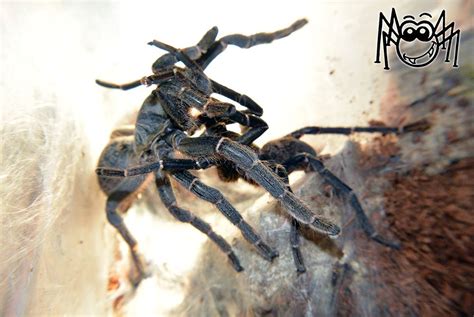 Pterinochilus Chordatus Mating 2014 December 17 Macilacispiders