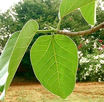 Banyan Tree leaf (100% Organic Chemical Free ) – First Delivery - krisikart