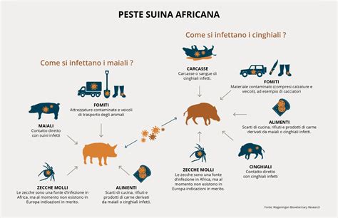 Come Tutelare L Allevamento E I Suini Dalla Peste Suina Africana