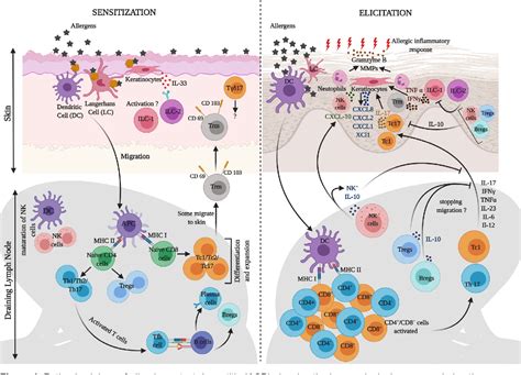 Figure 1 From Intricate Relationship Between Adaptive And Innate Immune