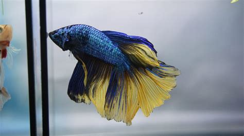 The Best Tips for Cleaning a 5-Gallon Betta Fish Tank