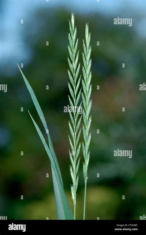 Elymus repens Banque de photographies et dimages à haute résolution