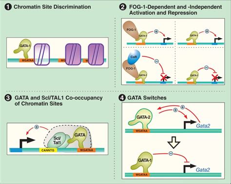 Gata Factor Mechanistic Principles The Models Depict Mechanistic