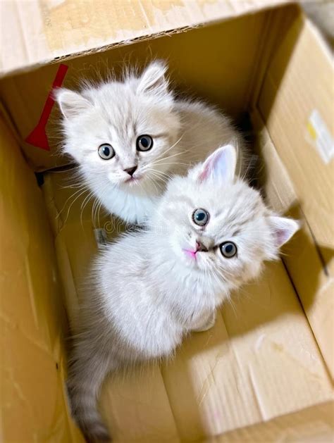 Two Kittens Sitting Inside A Cardboard Box Stock Photo Image Of