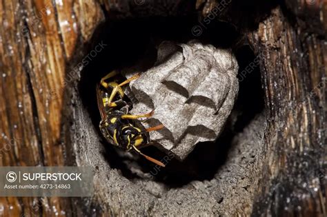 Common Wasp Vespula Vulgaris Adult Standing On Nest Normandy