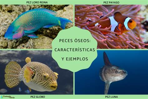 Peces óseos características y ejemplos Resumen