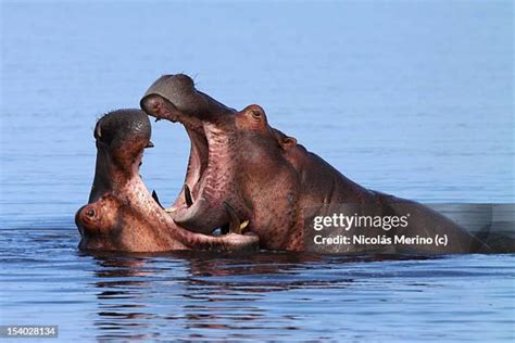 Nile Hippopotamus Photos and Premium High Res Pictures - Getty Images