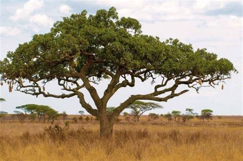 The 3 most famous trees in Tanzania - Easy Travel