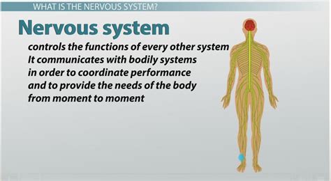 Nerve Cell Types