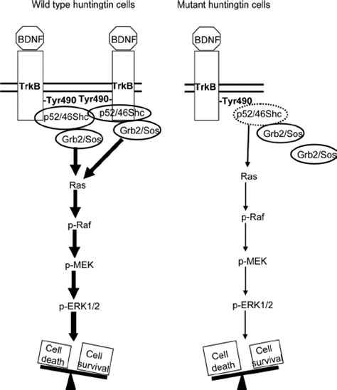 Proposed Role Of Mutant Huntingtin In Reducing Trkb Mediated Erk