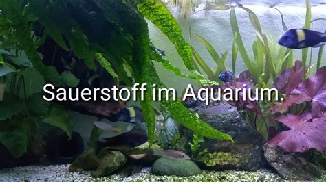 Sauerstoffmangel Im Aquarium Messen Und Beheben Youtube