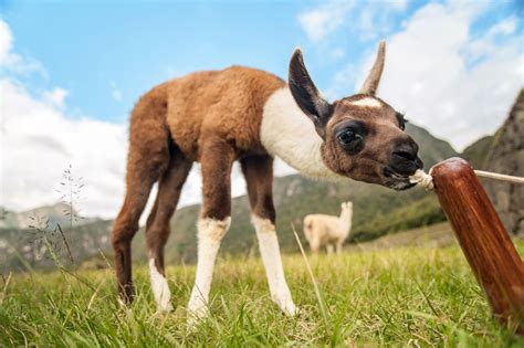 Young Llama Smithsonian Photo Contest Smithsonian Magazine