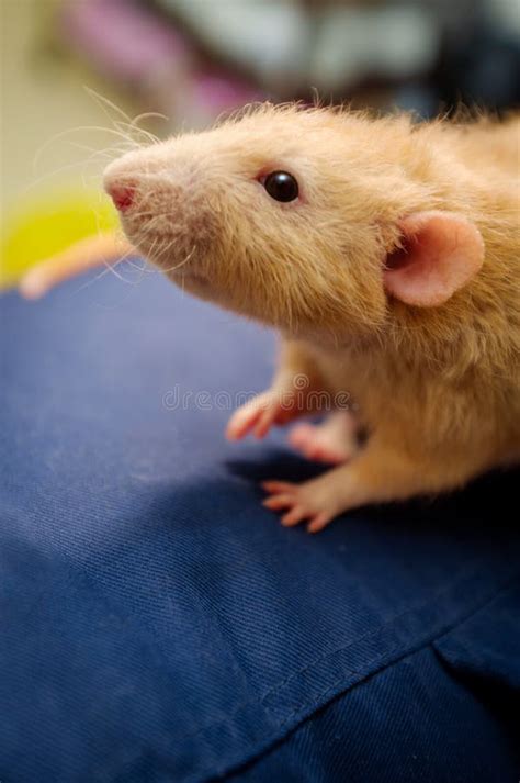 362 Rat Couch Stock Photos Free And Royalty Free Stock Photos From