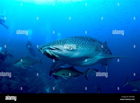 Baby whale sharks hi-res stock photography and images - Alamy