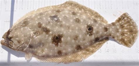 Fish Rules - Flounder in FL State + Fed Waters