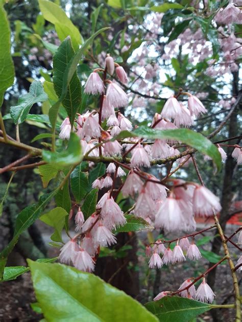 Blueberry Ash From Cape Conran Vic Australia On November