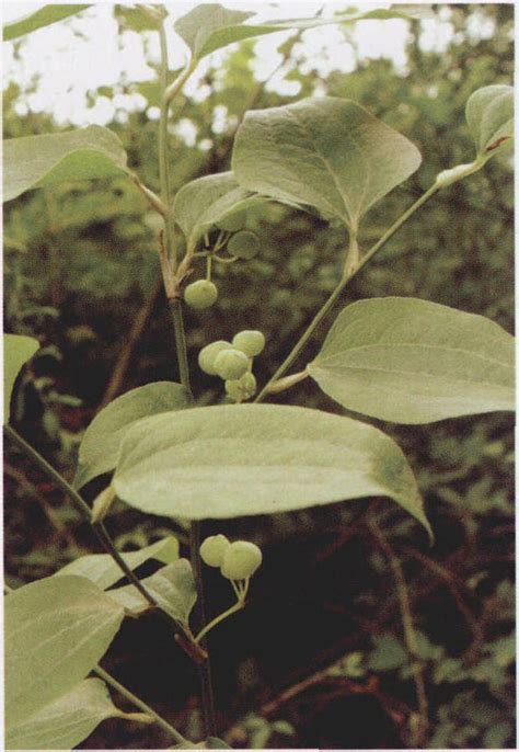 鞘柄菝葜 秦巴野生植物 图片