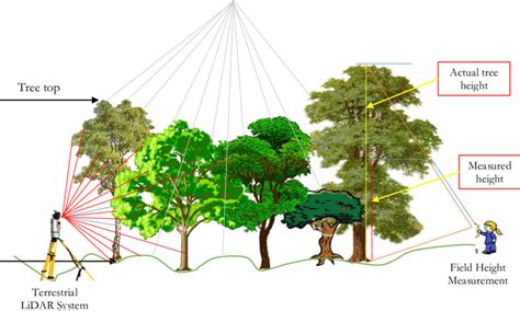 How To Measure Diameter Of Tree At Zane Norine Blog