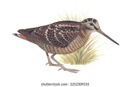 Realistic Color Scientific Illustration Eurasian Woodcockscolopax Stock