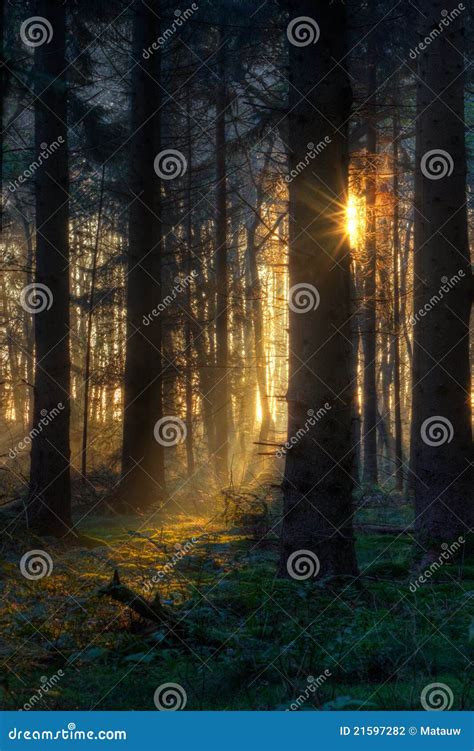 Sunrise in dark forest stock photo. Image of summer, dawn - 21597282