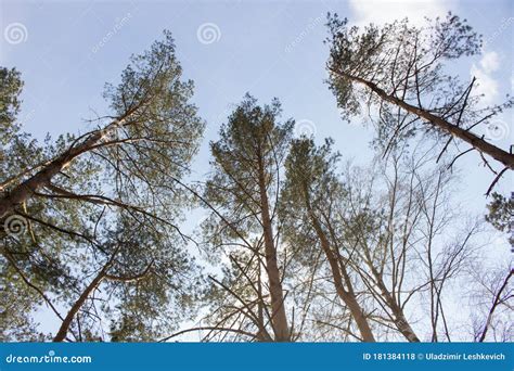 Arbres Sur Un Fond De Ciel Bleu Avec Des Nuages Blancs Photo Stock