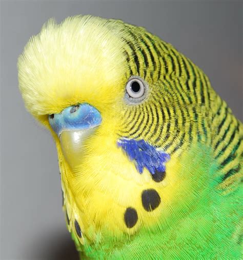 Head Detail Of A Male Budgerigar Budgies Parrot Budgie Parakeet