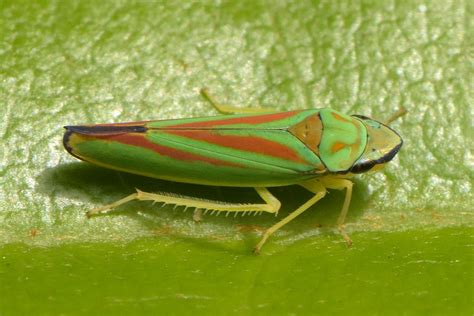 DSC 1536 Graphocephala Fennahi Vlad Proklov Flickr