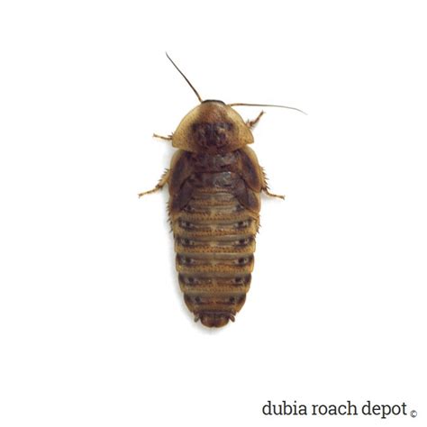 1 ½ Inch Dubia Roaches