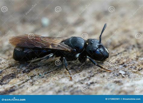 Closeup On A Small Black Carpenter Bee Ceratina Cucurbutina Stock