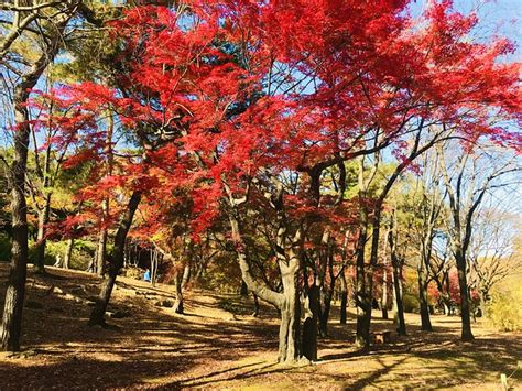 Changgyeonggung Palace Fall Korea - Free photo on Pixabay - Pixabay